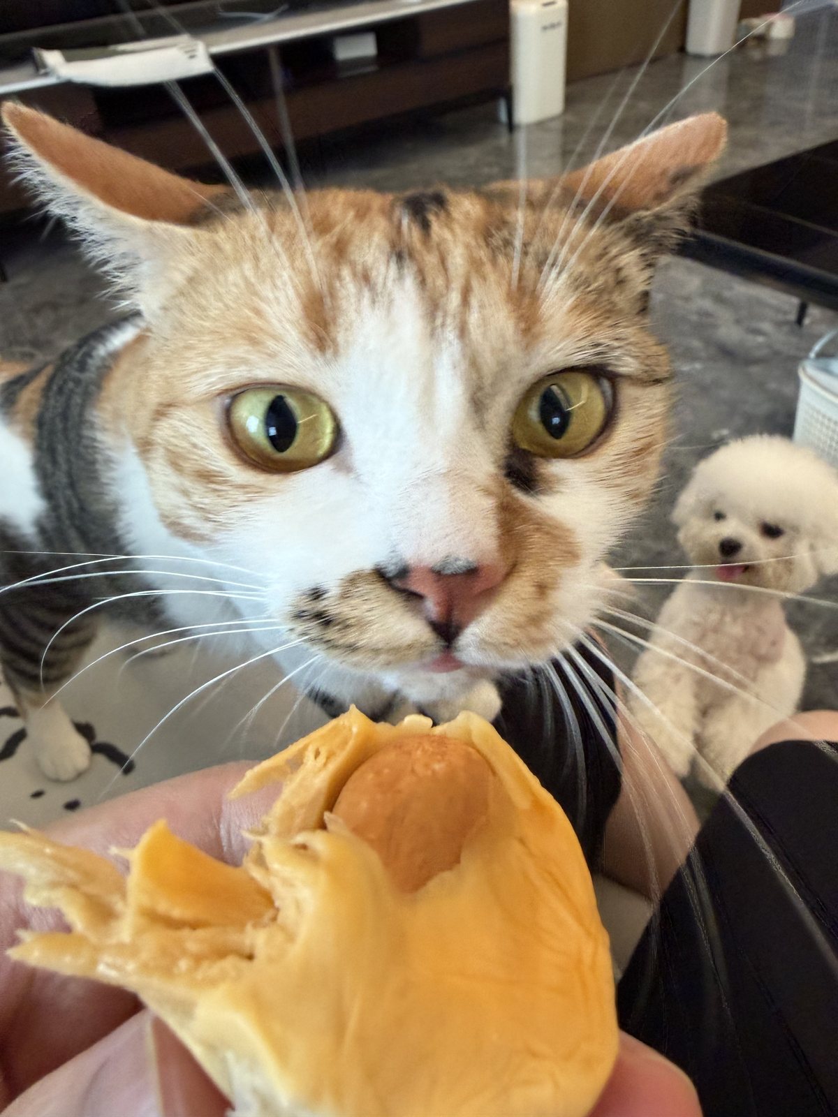 莉娜